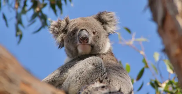 Audley Travel Koala