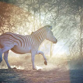 Bostwana Chobe National Park Cate Gunn Audley Zebra