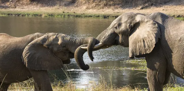 Elephant, Zambia By Kim Bailey