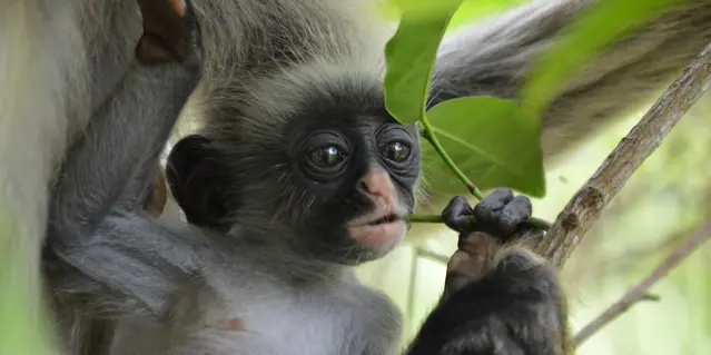 Baby Colobus Monkey, Zanzibar By Hannah Jones